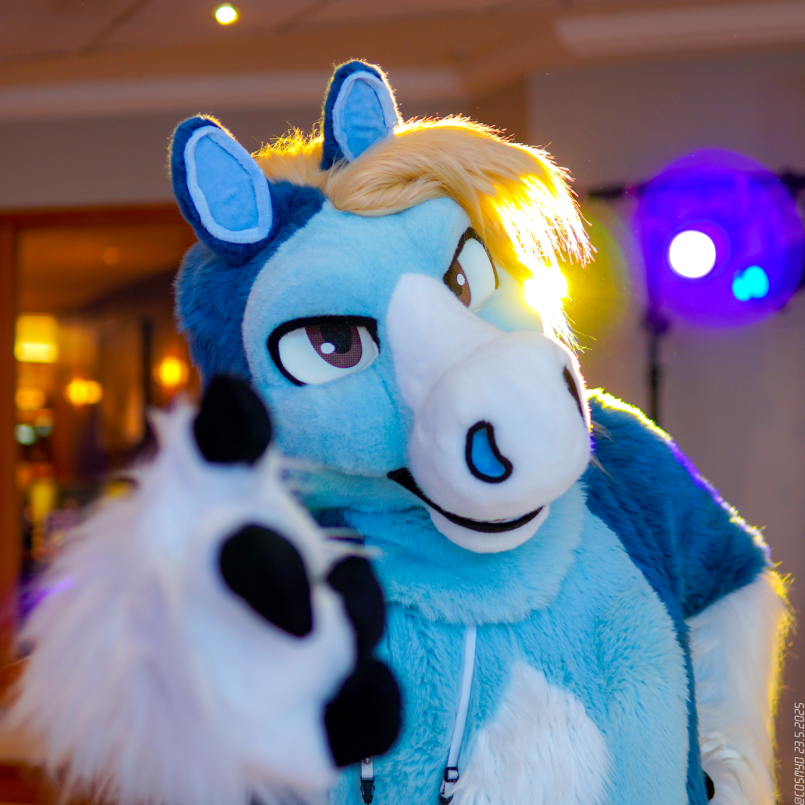 This is a close-up photo of a blue and blonde pegasus fursuiter standing in a hotel corridor during ConFuzzled 2025, with a sort of studio lighting rig in the background framing his head with hazy yellow and purple lights. He's confidently pointing at the camera in a very "the more you know" sort of a way.